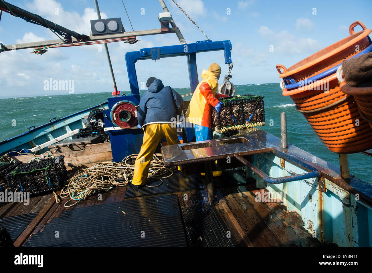 La pesca costiera di Cardigan Bay : pescatori al lavoro lo sbarco delle catture settimanali di aragosta e granchio al ponte di una piccola barca da pesca che lavora fuori di Aberystwyth Harbour, Ceredigion West Wales UK Foto Stock