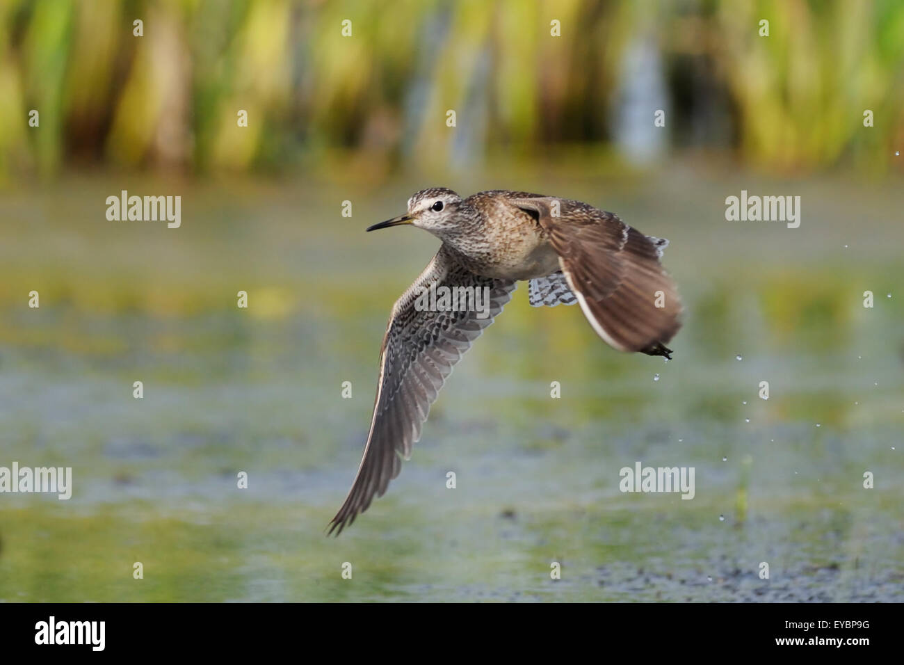 Legno battenti Sandpiper sopra il lago vicino a canne Foto Stock