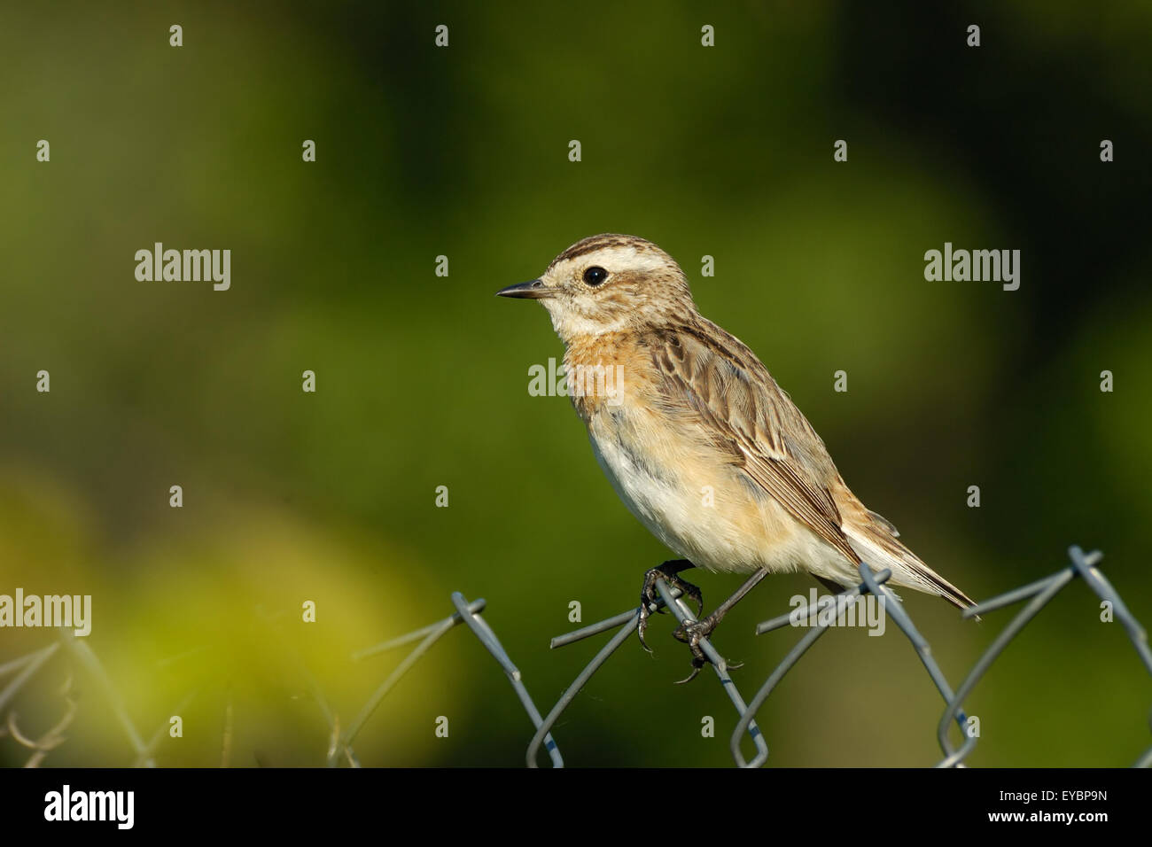 Si appollaia capretti Whinchat sulla riga Foto Stock