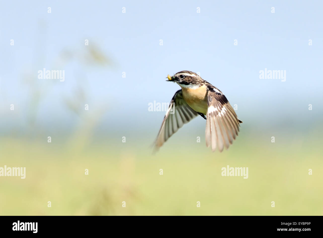 Flying Whinchat maschio con il cibo per i pulcini in prati Foto Stock