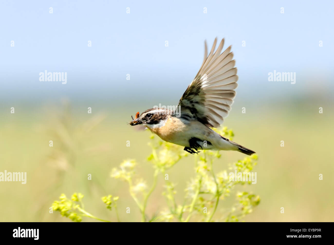 Flying Whinchat maschio in prati con preda Foto Stock