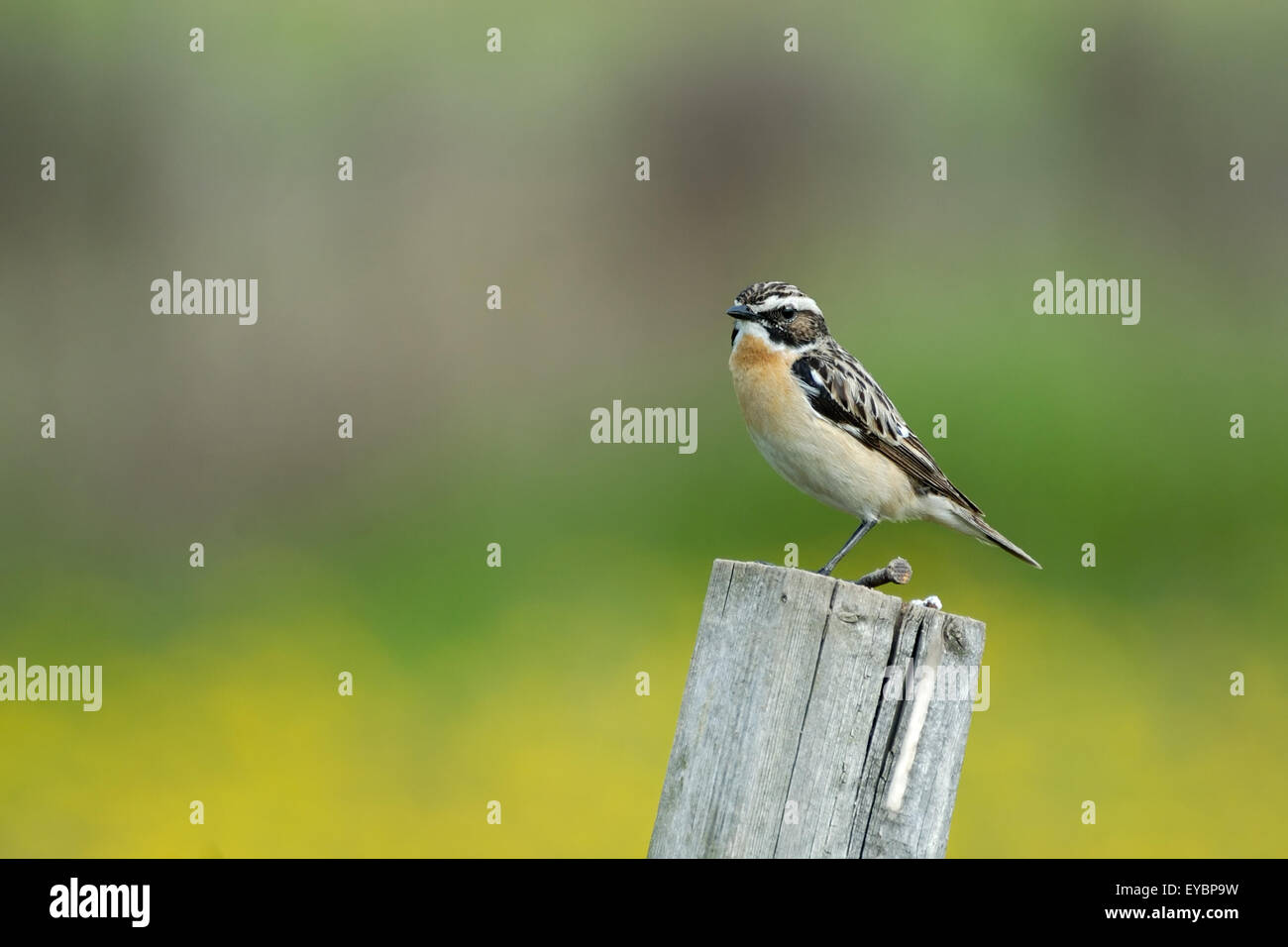 Maschio di palissonatura Whinchat nella prateria Foto Stock