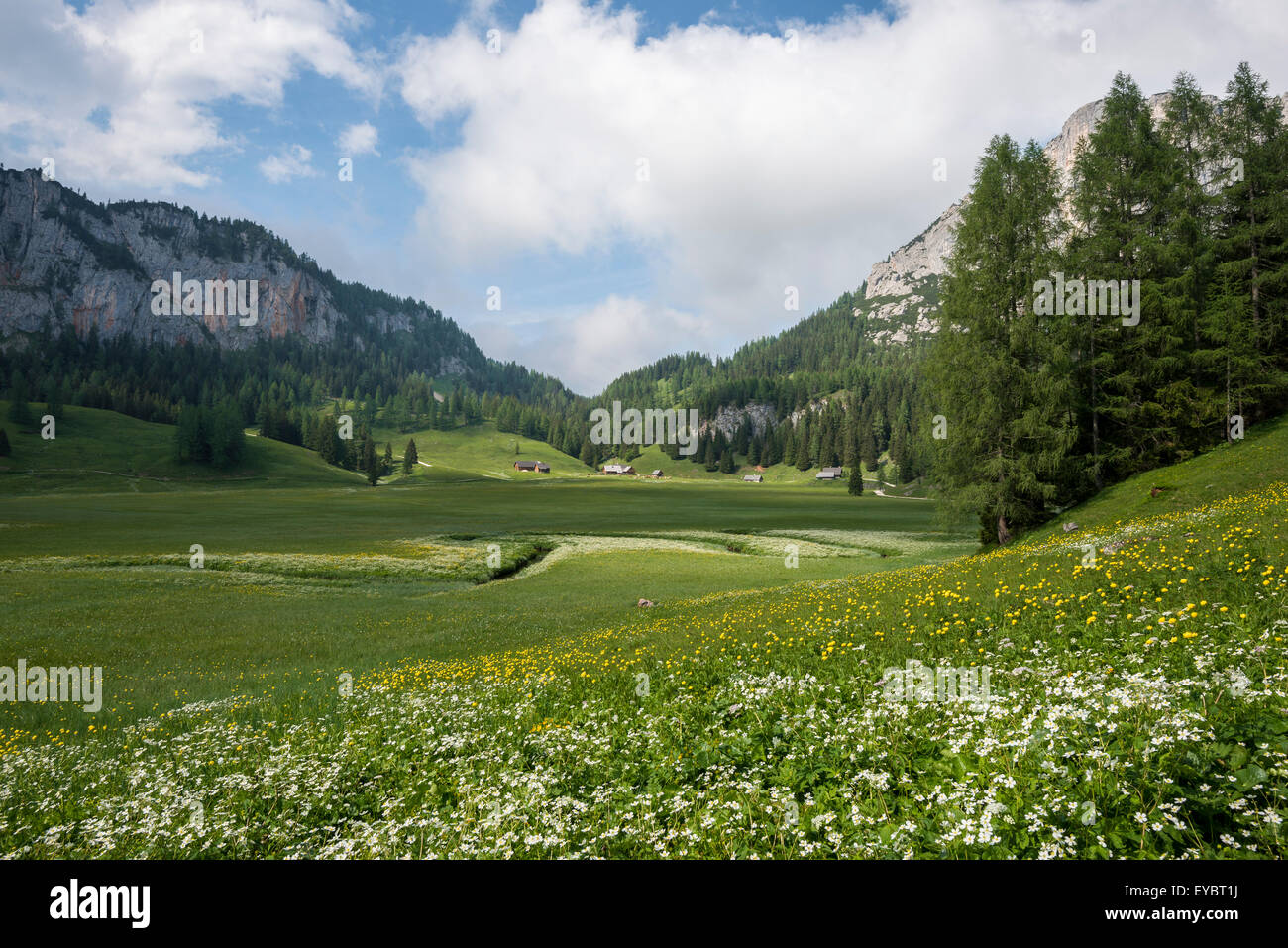 Prato, fiori, Wurzeralm Foto Stock