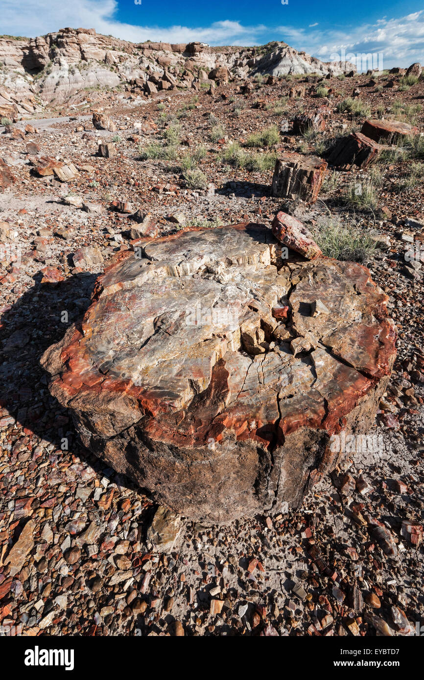 Parco Nazionale della Foresta Pietrificata, Arizona Foto Stock