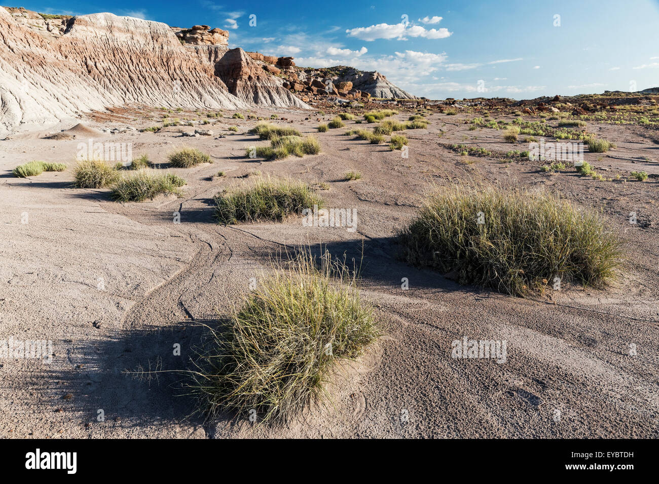Paesaggio arido, Parco Nazionale della Foresta Pietrificata, Arizona Foto Stock