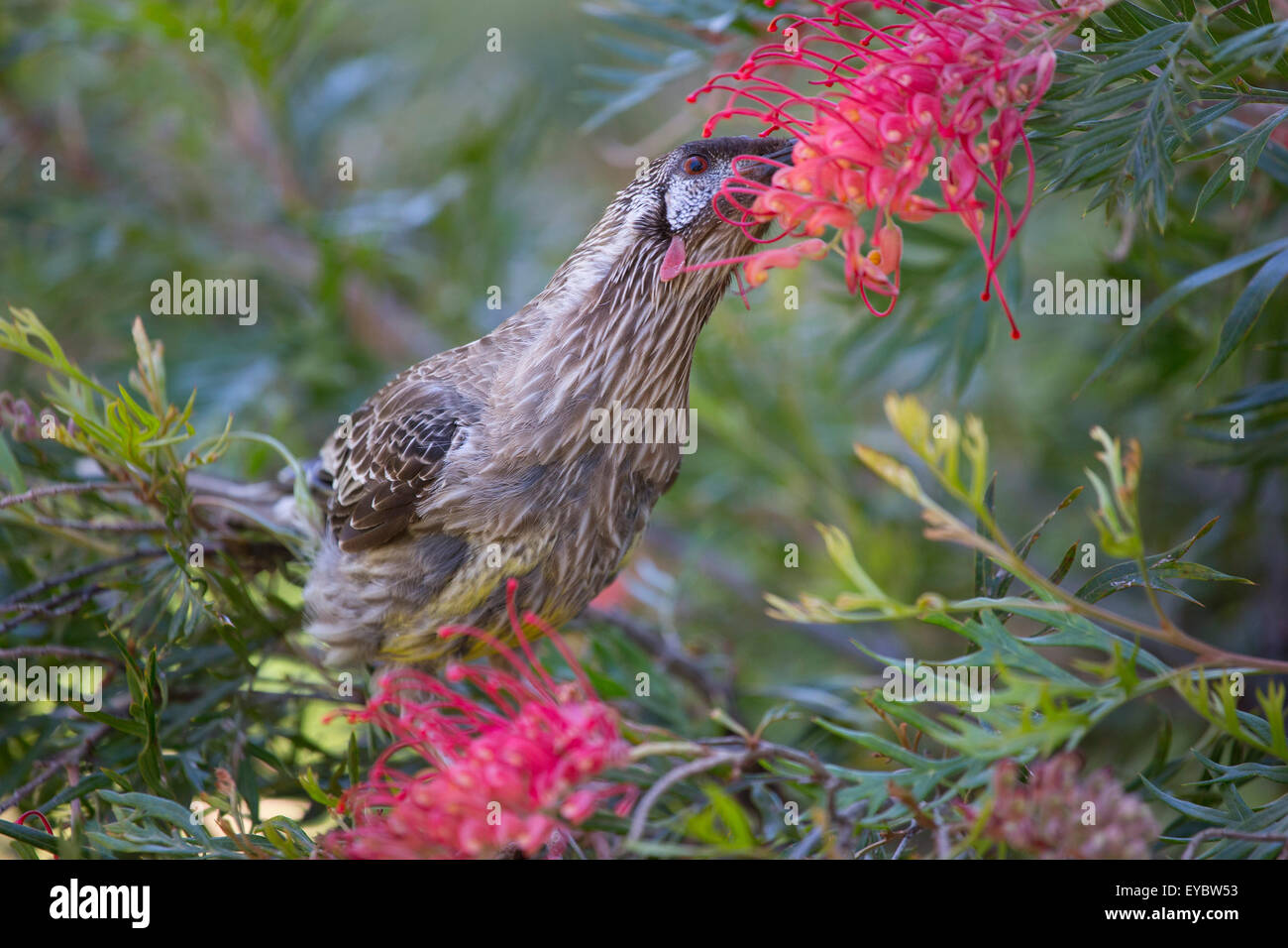 (Canberra, Australia---31 dicembre 2013) un graticcio rosso uccello (anthochaera carunculata) alimentazione su un fiore rosso pianta nel Foto Stock
