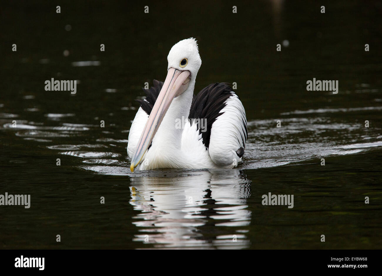 Un australiano Pellicano (Pelecanus conspicillatus). Foto Stock