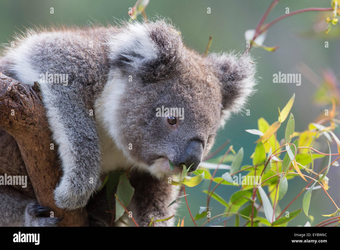 Un koala bear (Phascolarctos cinereus) mangiare in una struttura ad albero. Foto Stock