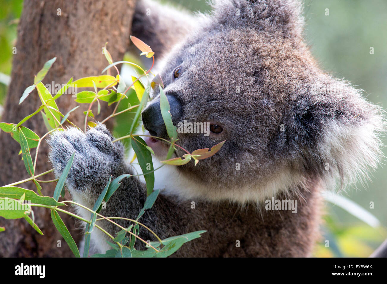 Testa e spalle fotografia di un koala bear mangiare Foto Stock