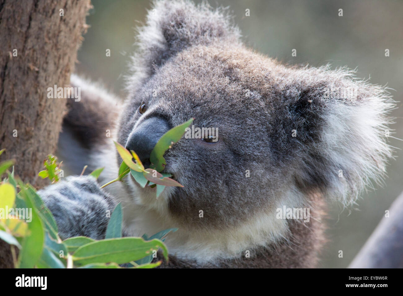 Testa e spalle fotografia di un koala bear (Phascolarctos ci Foto Stock