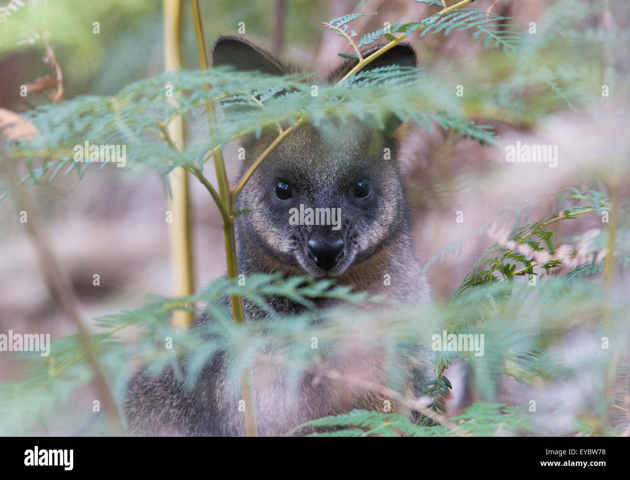 Una palude wallaby (Wallabia bicolor) Il peering attraverso la boccola a Foto Stock