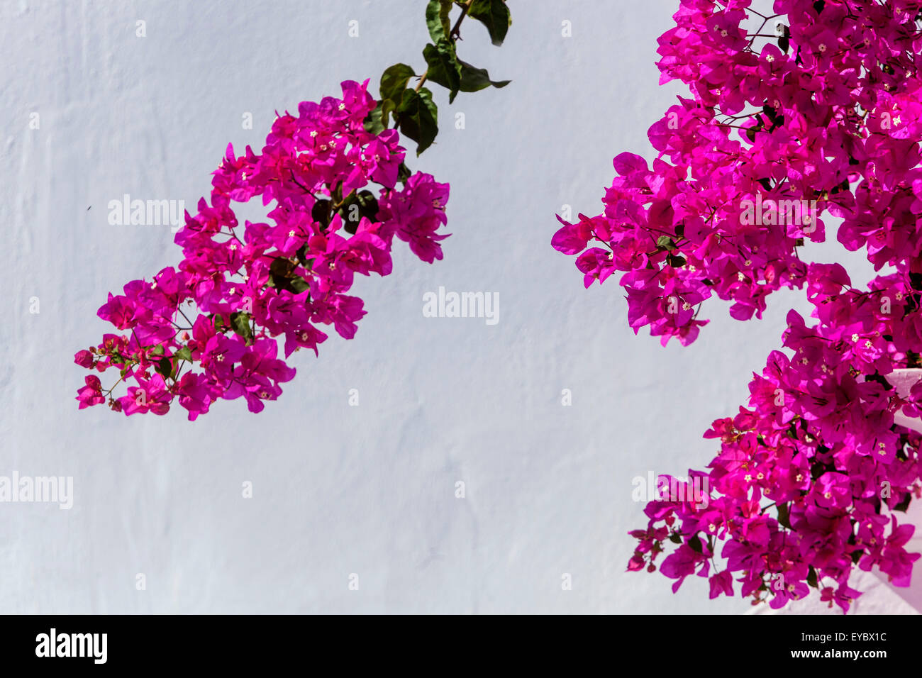 Grecia Bougainvillea fiori Santorini parete bianca Foto Stock