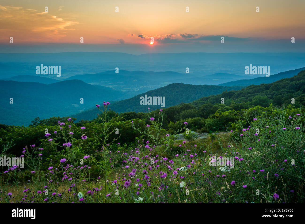Il tramonto del Blue Ridge Mountains, visto dalla Skyline Drive nel Parco Nazionale di Shenandoah, Virginia. Foto Stock