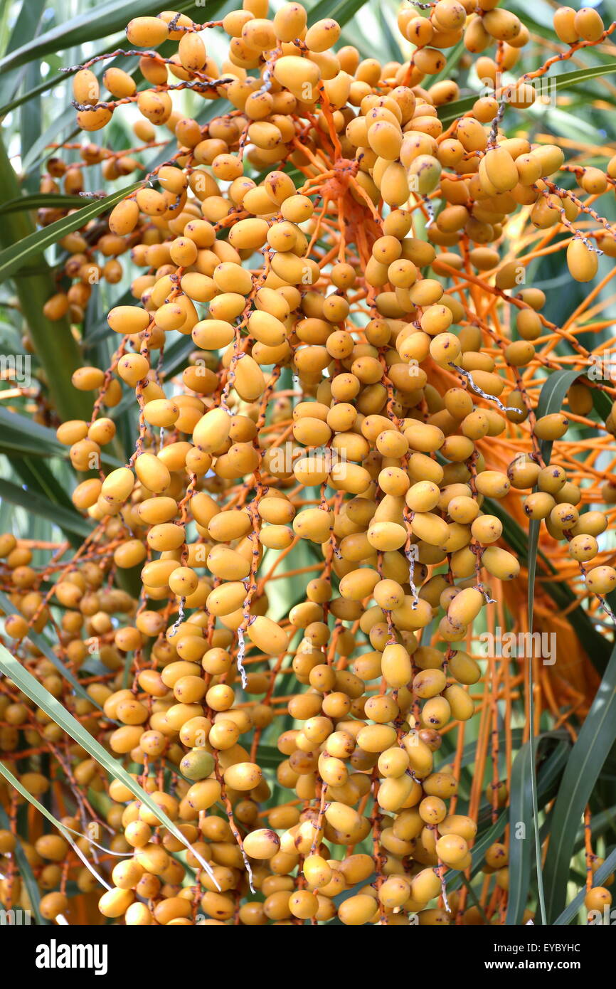 Butia capitata o noto anche come Pindo frutti di palma su albero Foto Stock