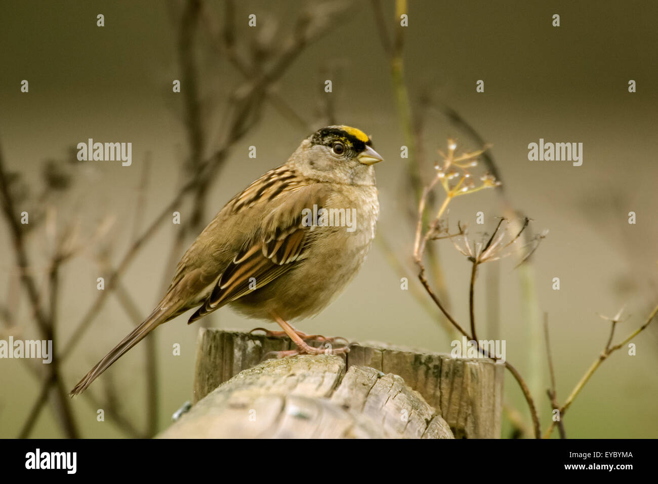 Giallo-incoronato Sparrow arroccato su una staccionata di legno nel fiume Cosumnes preservare, CALIFORNIA, STATI UNITI D'AMERICA Foto Stock