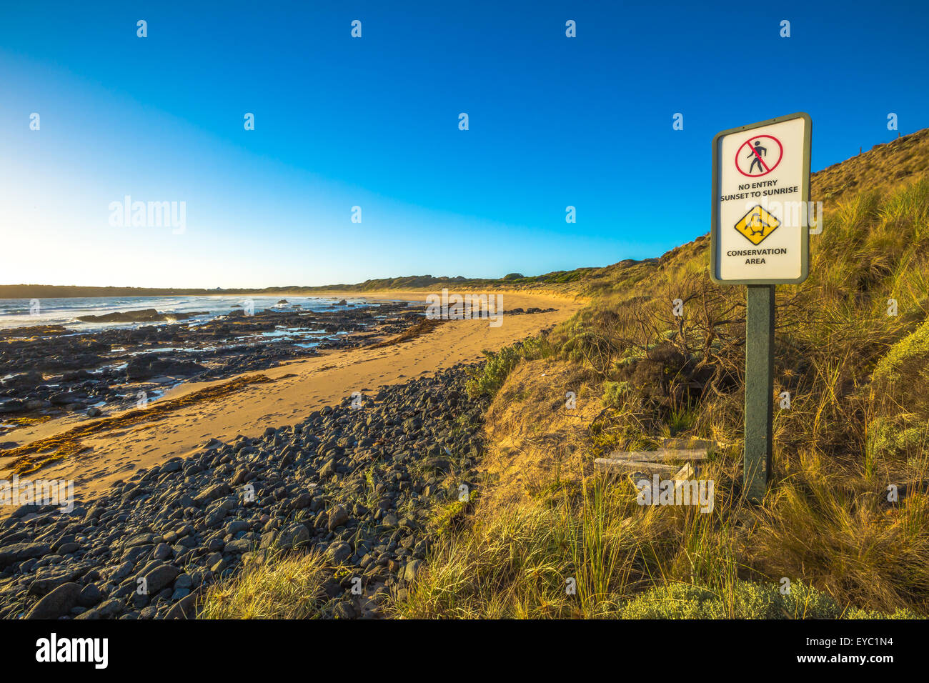 Phillip Island Penguin Parade Foto Stock