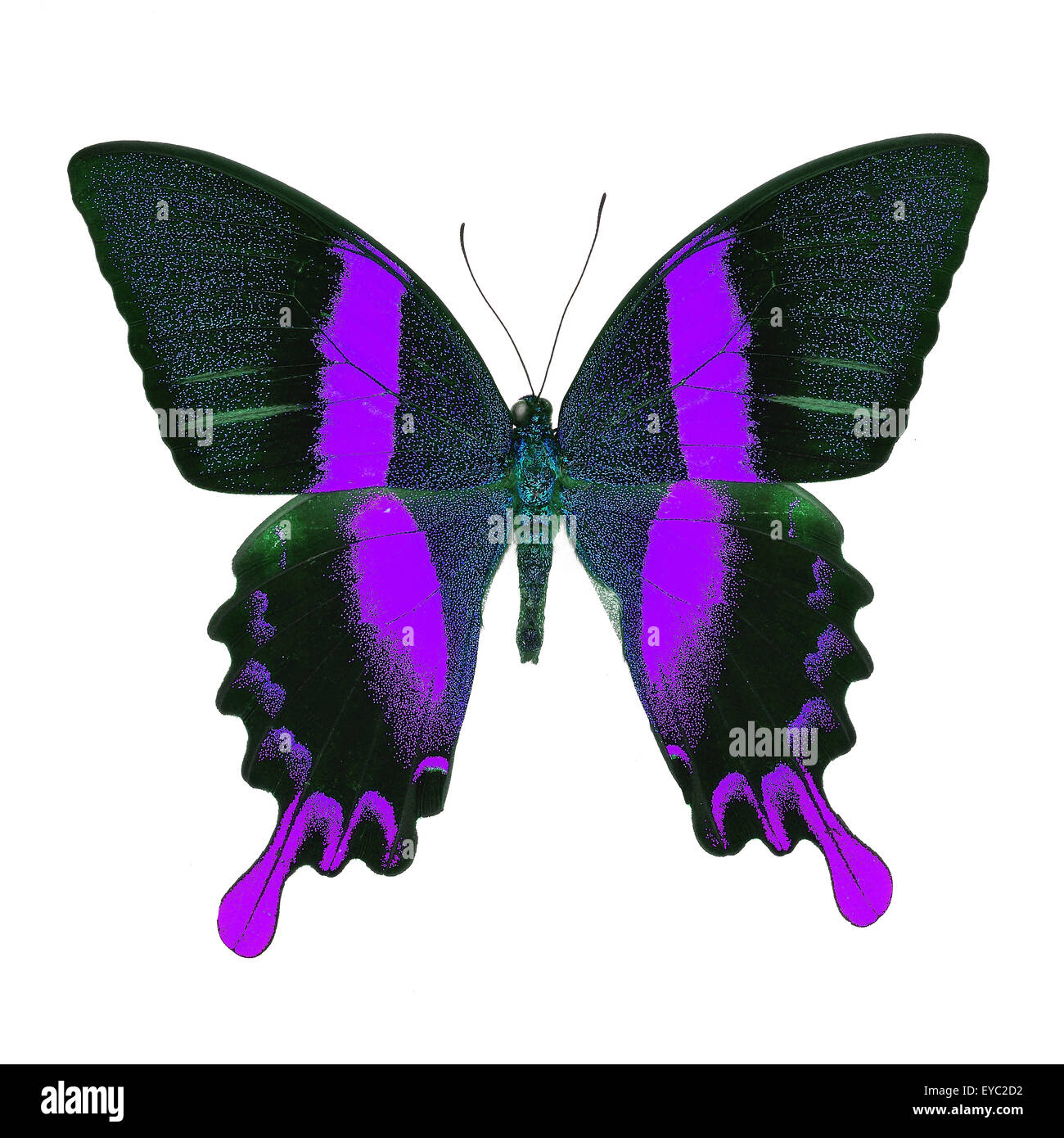 Bella viola butterfly, maestose e verdi a coda di rondine (Papilio blumei) in fantasia profilo colore, isolato su sfondo bianco Foto Stock