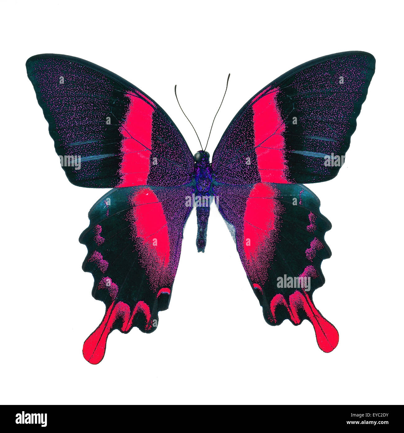 Bella red butterfly, maestose e verdi a coda di rondine (Papilio blumei) in fantasia profilo colore, isolato su sfondo bianco Foto Stock