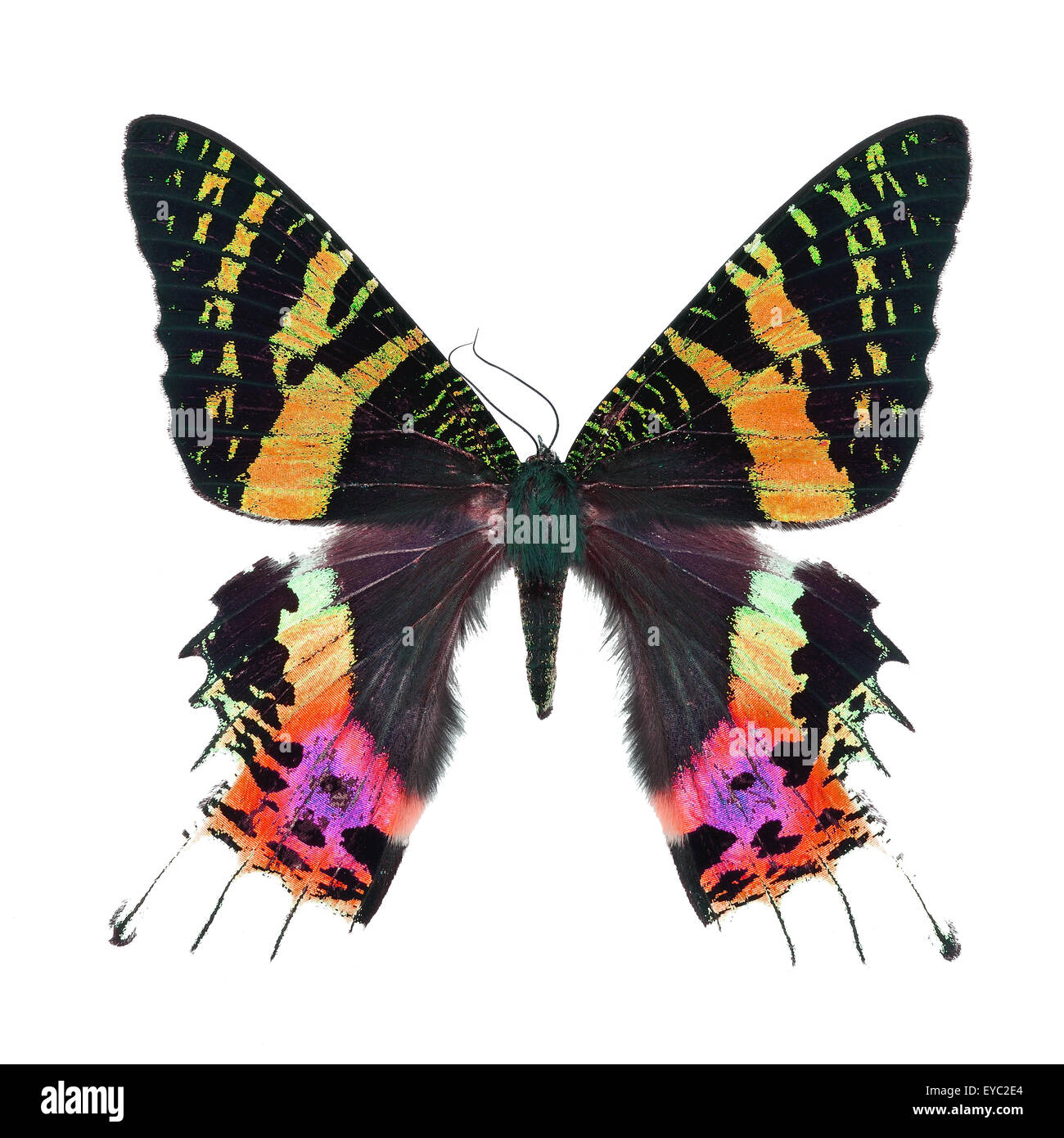 Bellissime farfalle multicolori, Tramonto Moth, Urania ripheus (Madagascar) in fantasia profilo colore, isolato su sfondo bianco Foto Stock