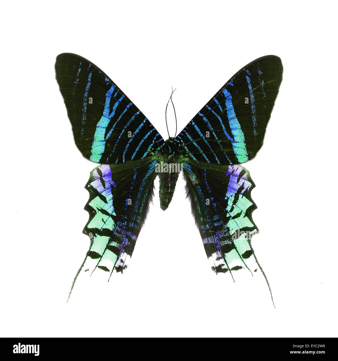 Splendida farfalla verde, giorno Flying Moth (Urania leilus) in fantasia profilo colore, isolato su sfondo bianco Foto Stock