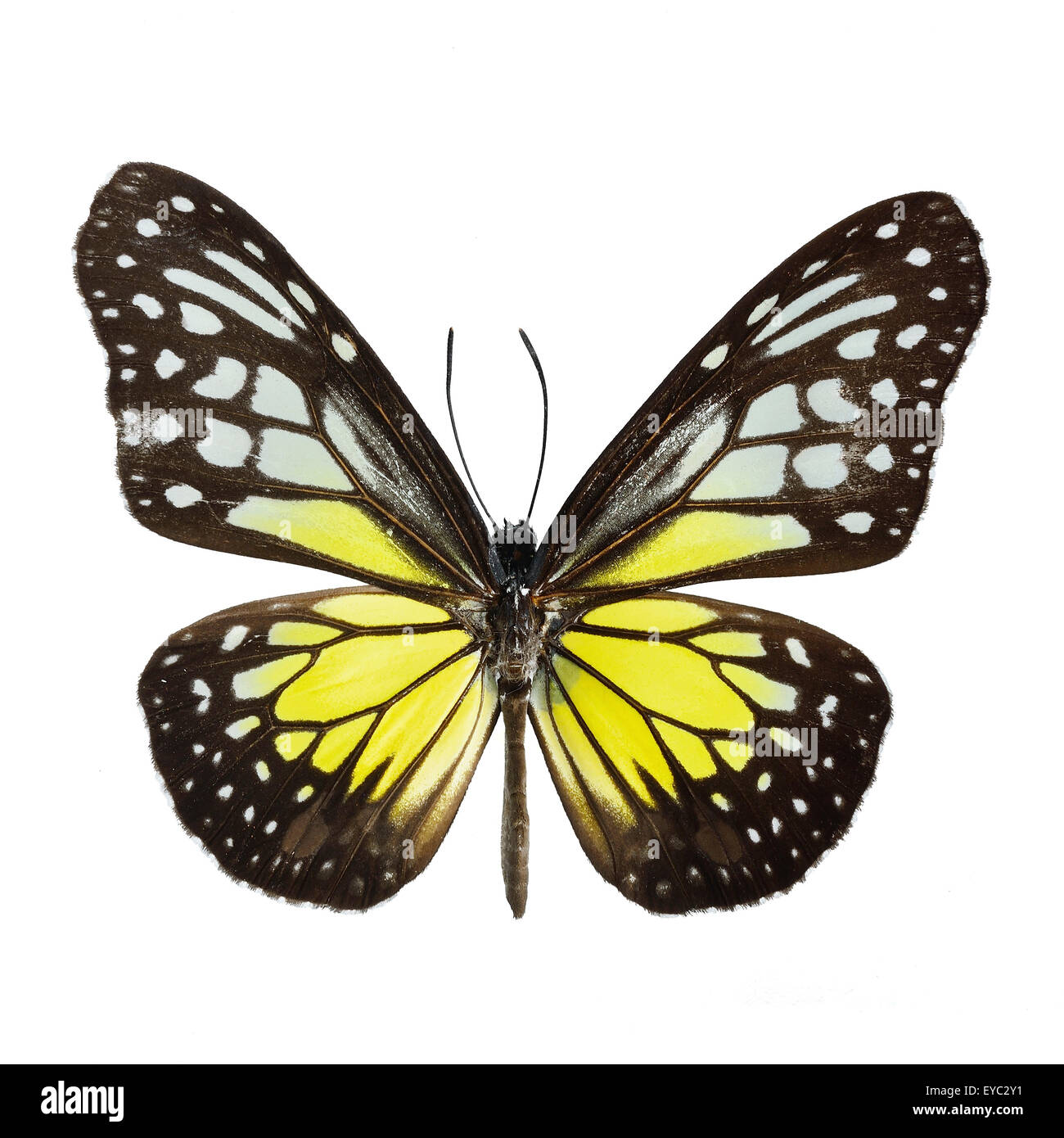 Vetroso di colore giallo Tiger butterfly (Parantica aspasia), isolati su sfondo bianco Foto Stock