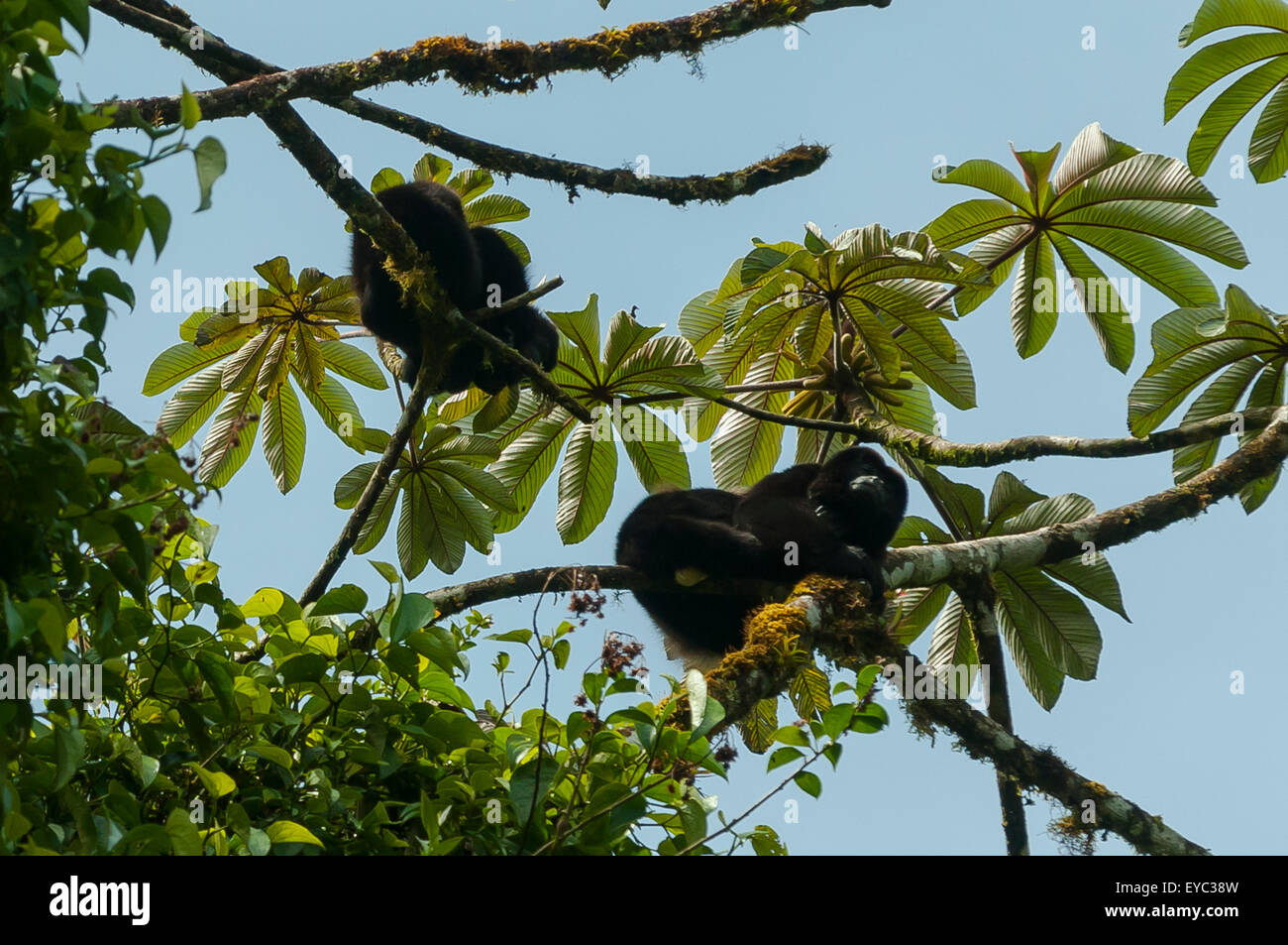 Alouatta caraya, scimmie urlatrici, Cloud Forest, Monteverde in Costa Rica Foto Stock