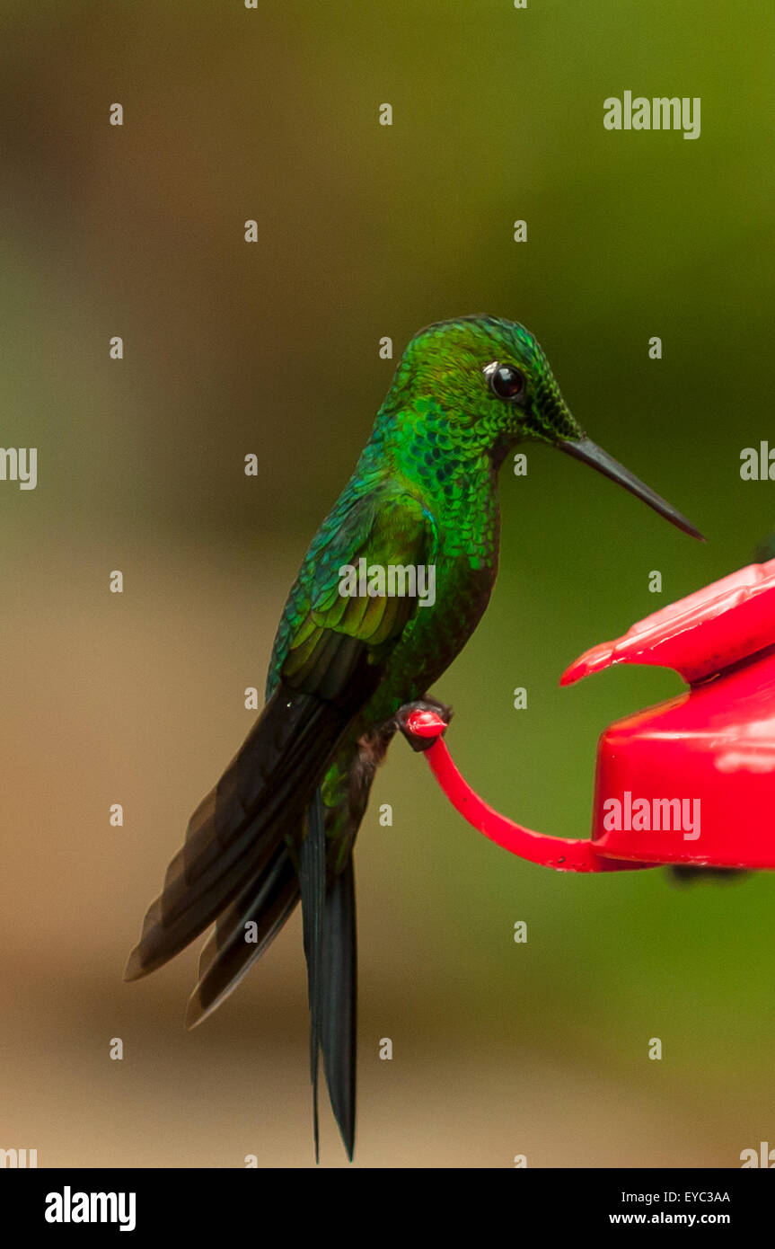 Verde-breasted Mango Hummingbird, La Paz Waterfall Gardens, Costa Rica Foto Stock