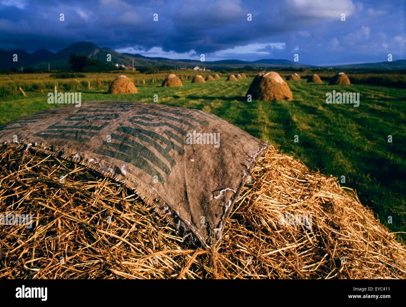 Tully Cross, Renvyle, Co Galway, Irlanda; Agricoltura tradizionale Foto Stock