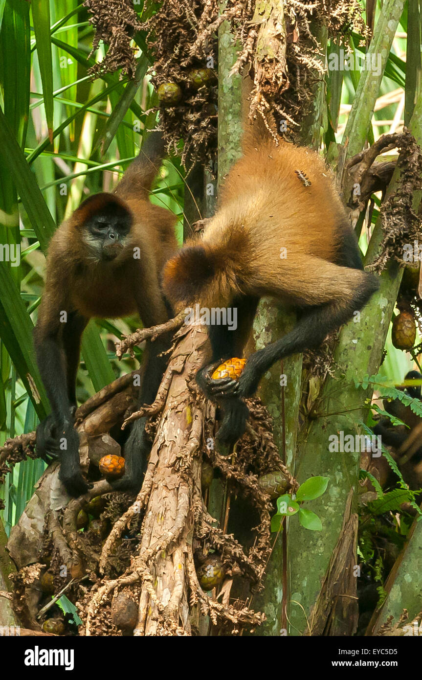 Scimmie ragno alimentazione, tortuguero, Costa Rica Foto Stock