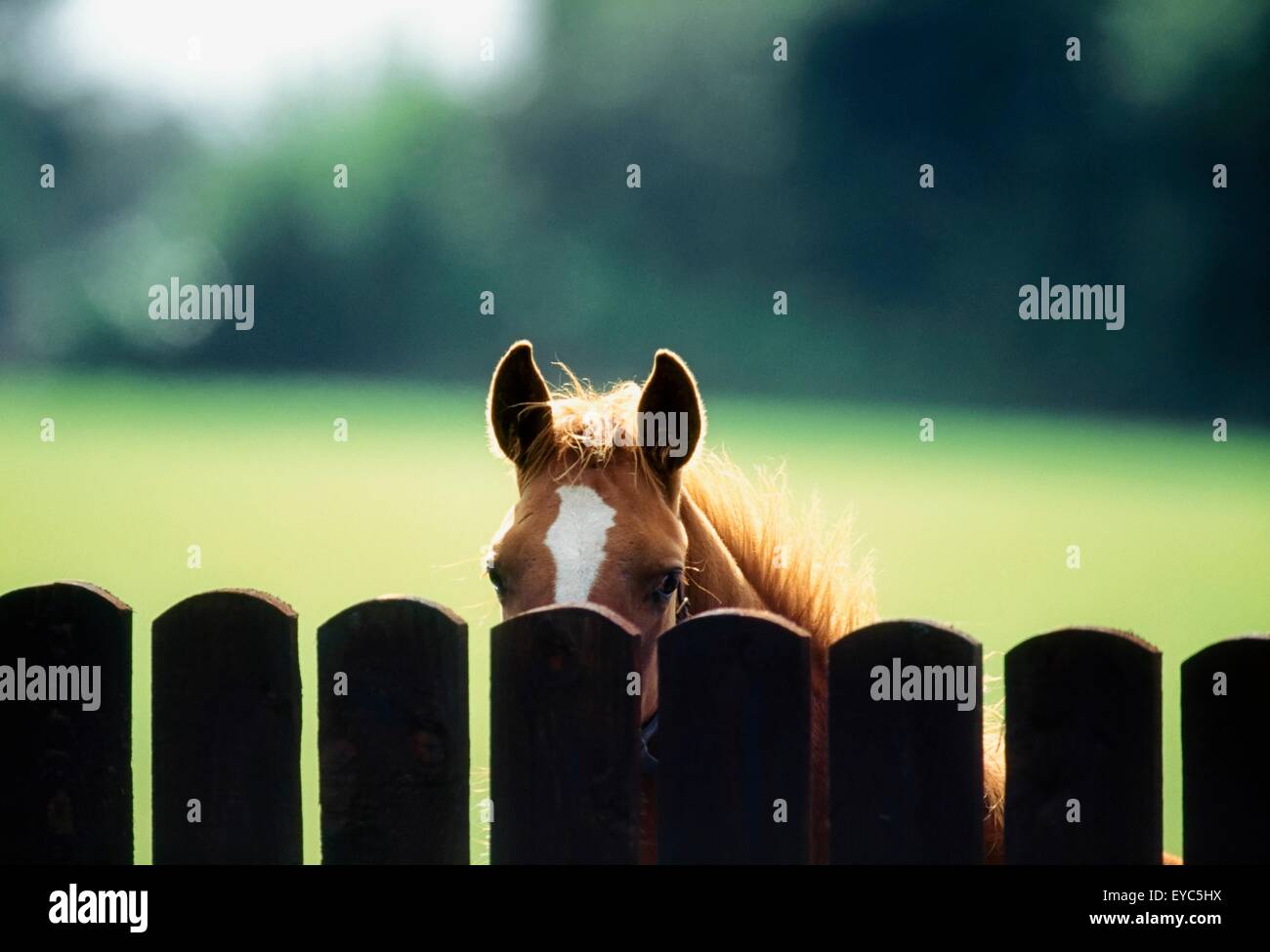 I cavalli purosangue, puledro guardando oltre il recinto Foto Stock