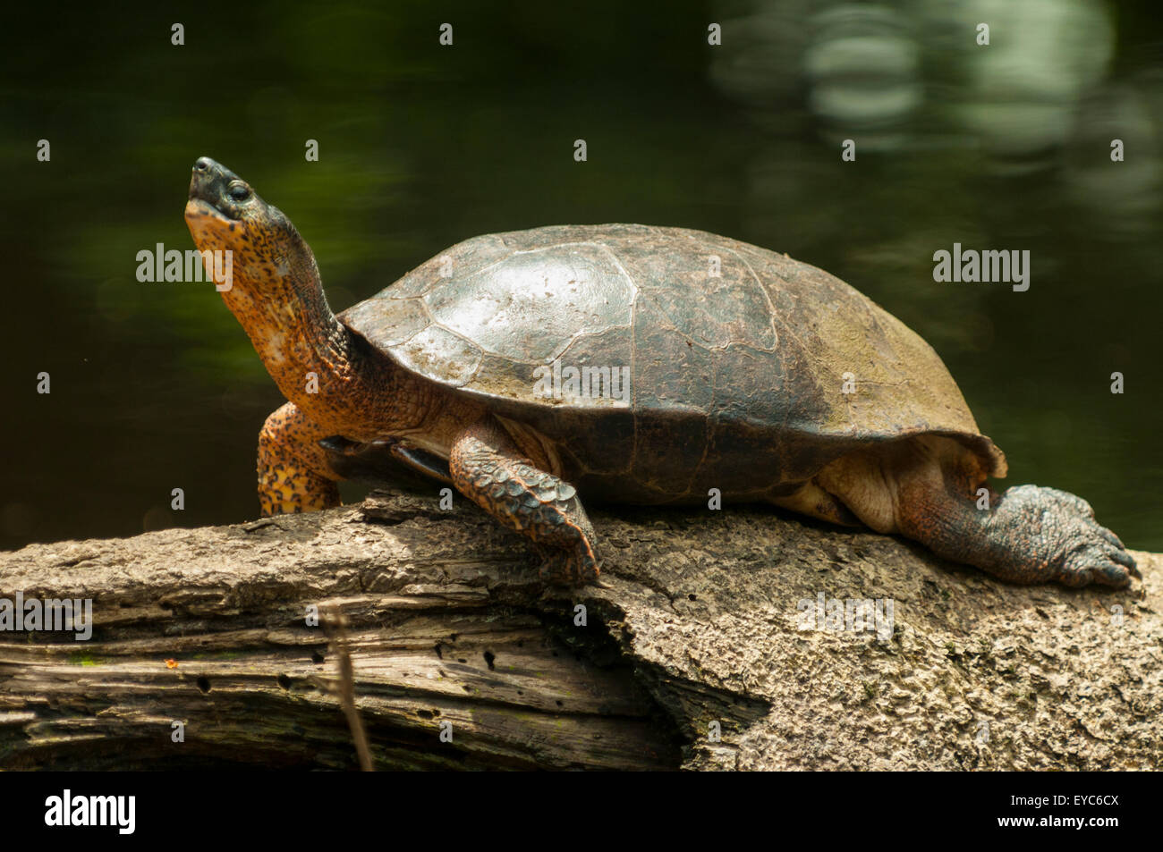 Fiume nero Tartaruga, tortuguero, Costa Rica Foto Stock