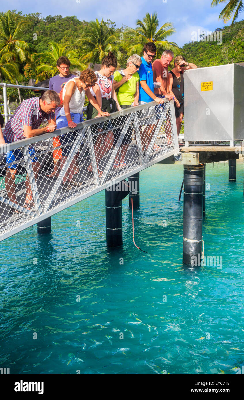 Tourist guardando i pesci sono alimentati dal jetty di Fitzroy Island, Queensland, Australia Foto Stock