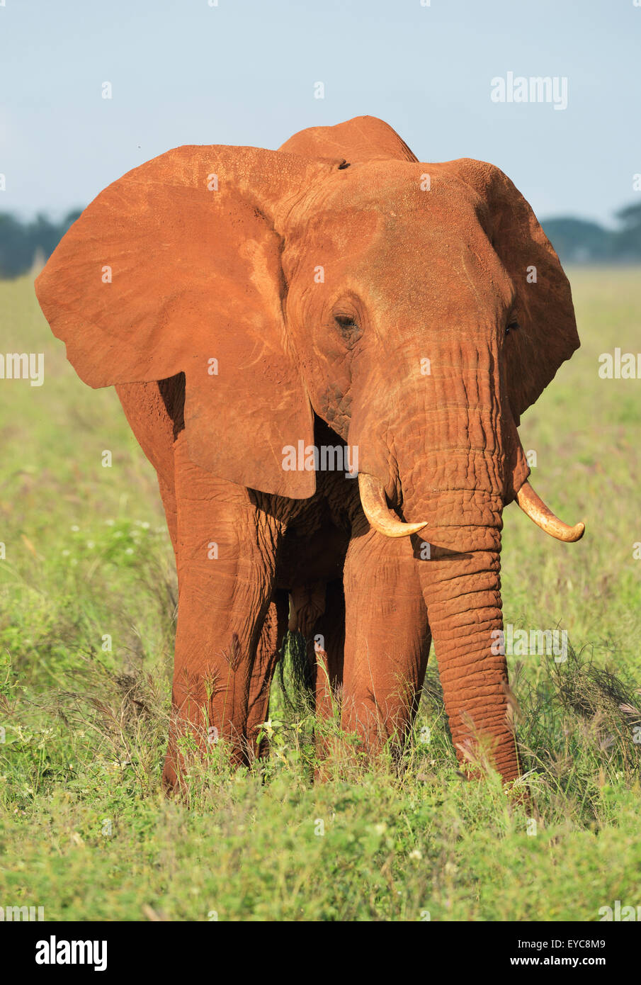 Elefante africano bull (Loxodonta africana) nella luce del mattino, colorata dalla terra rossa, Tsavo West, Kenya Foto Stock