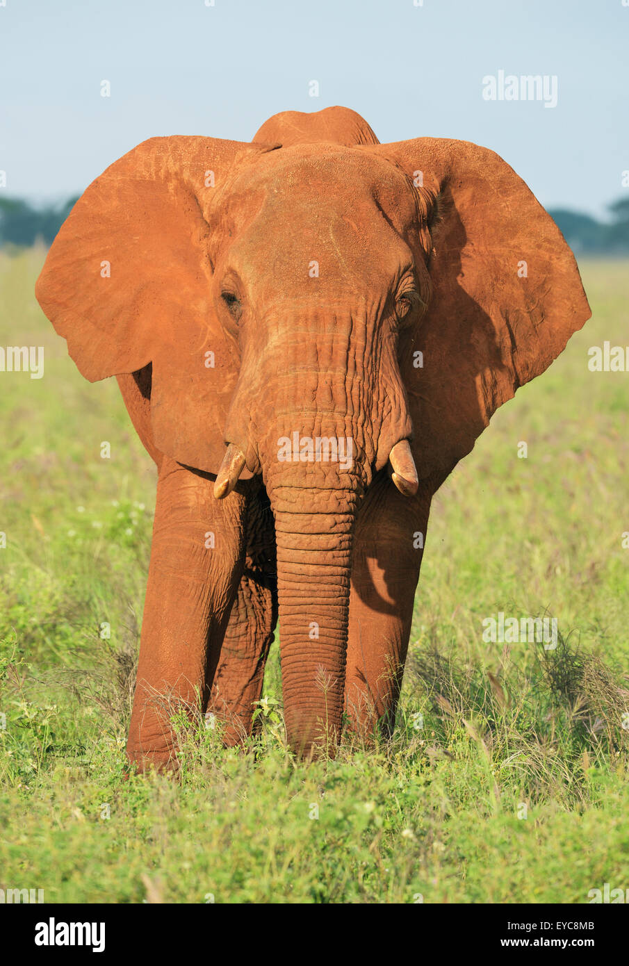 Elefante africano bull (Loxodonta africana) nella luce del mattino, colorata dalla terra rossa, Tsavo West, Kenya Foto Stock