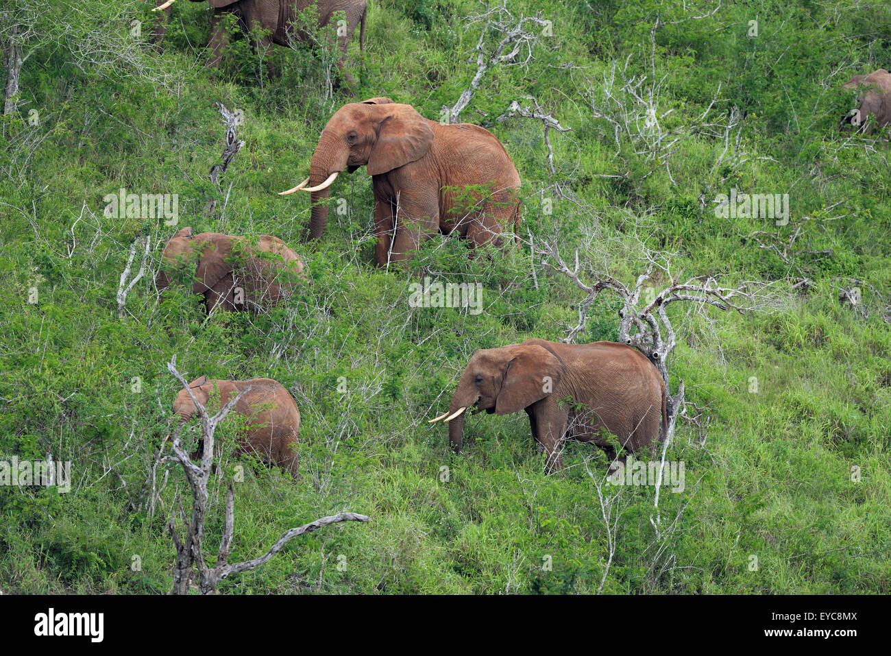 Un gruppo dell'elefante africano (Loxodonta africana) alimentazione su una collina, Tsavo West, Kenya Foto Stock