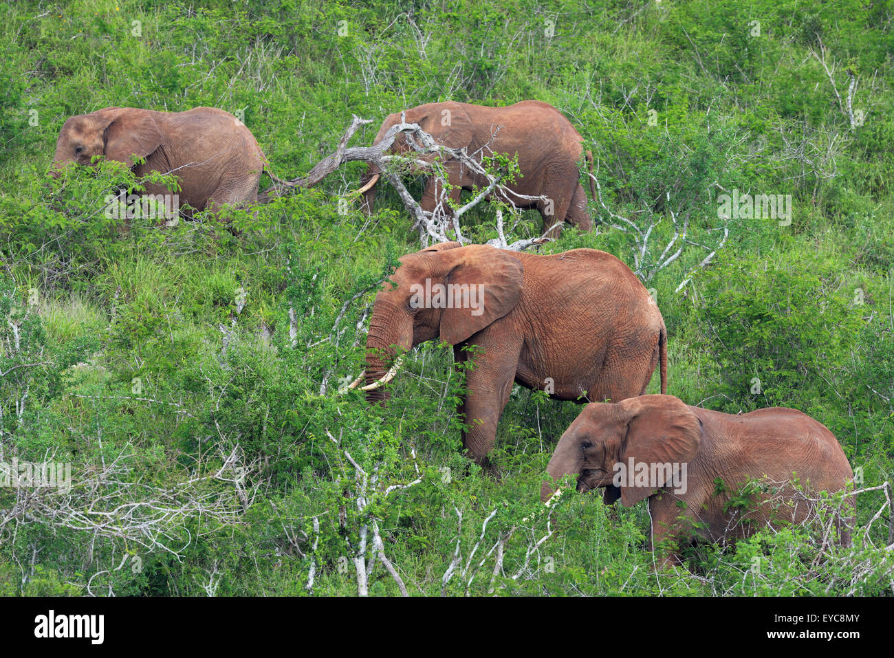 Un gruppo dell'elefante africano (Loxodonta africana) alimentazione su una collina, Tsavo West, Kenya Foto Stock