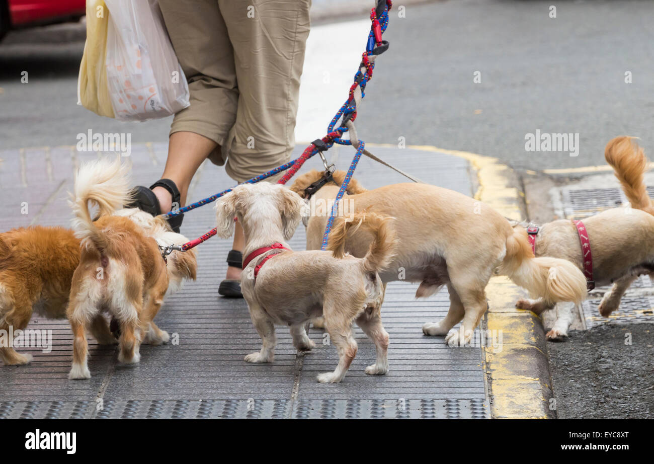 Serie di immagini che mostrano i cani espressioni animate e reazioni come essi attendere proprietario fuori le edicole. Foto Stock