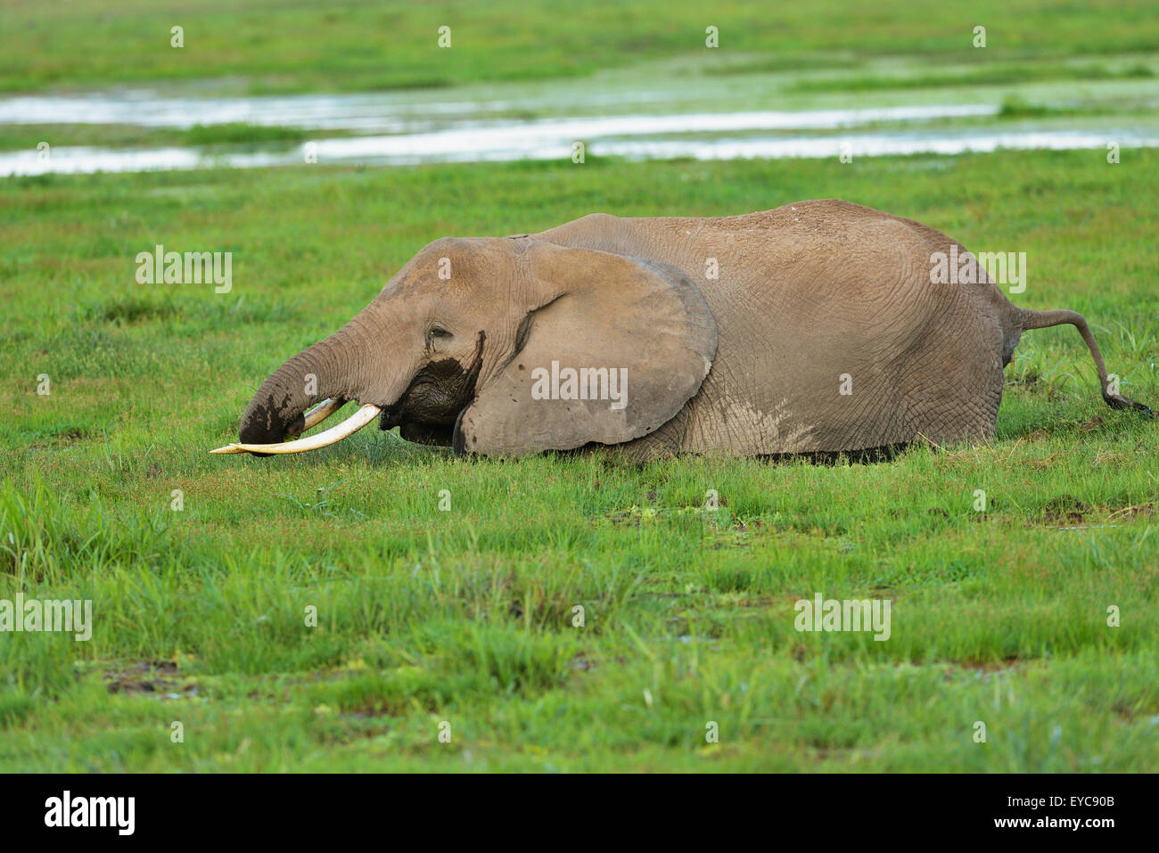 Bush africano Elefante africano (Loxodonta africana), in piedi la palude e mangiare erba, Amboseli National Park, Kenya Foto Stock