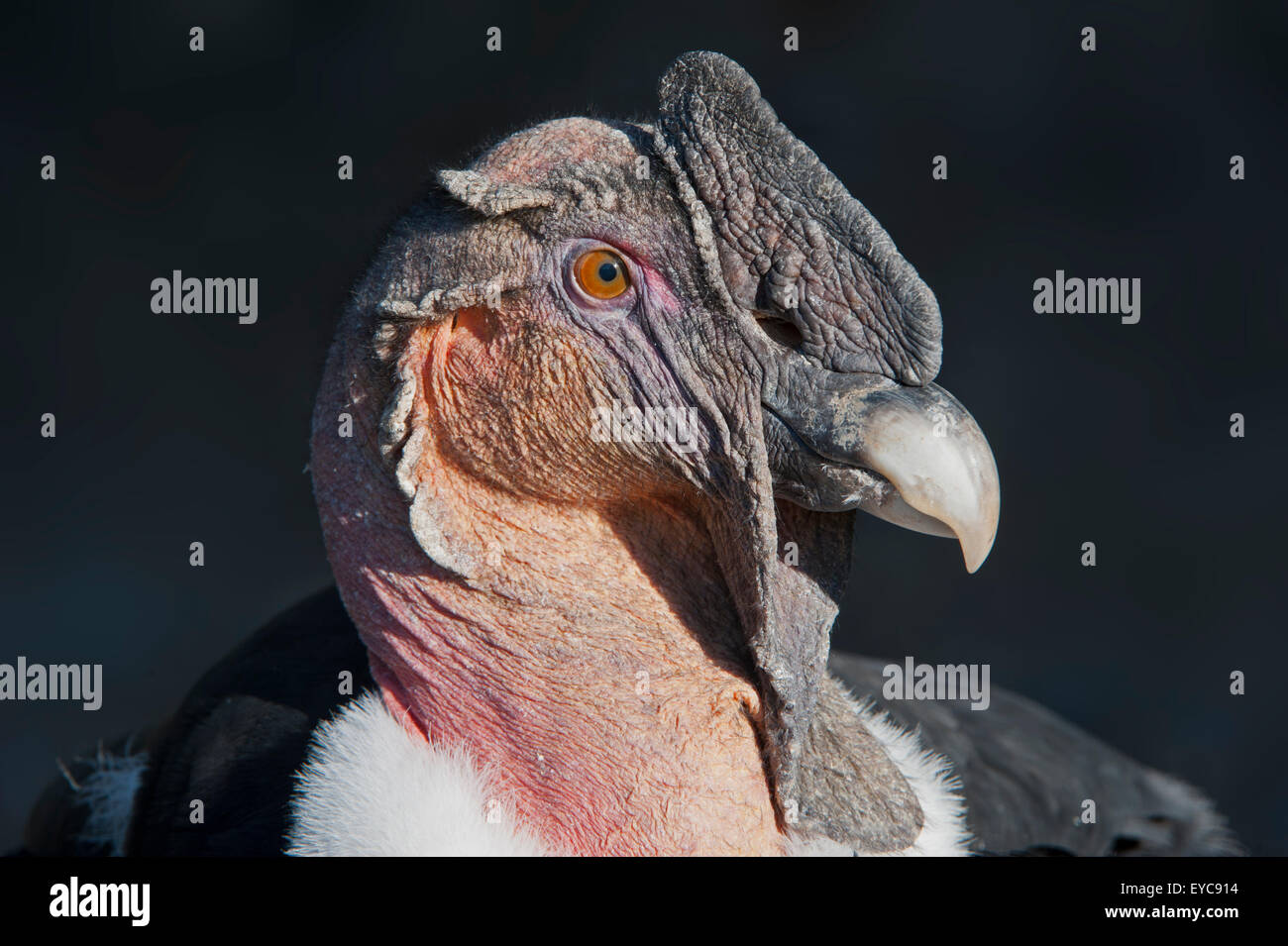 Condor andino (Vultur gryphus), maschio, ritratto, captive, Germania Foto Stock