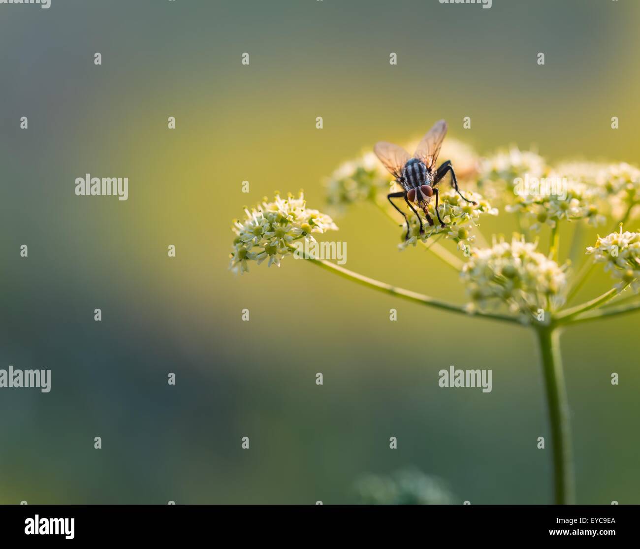 Close up di volare seduti sul selvaggio fiore in natura. Bellissime macro di insetti Foto Stock