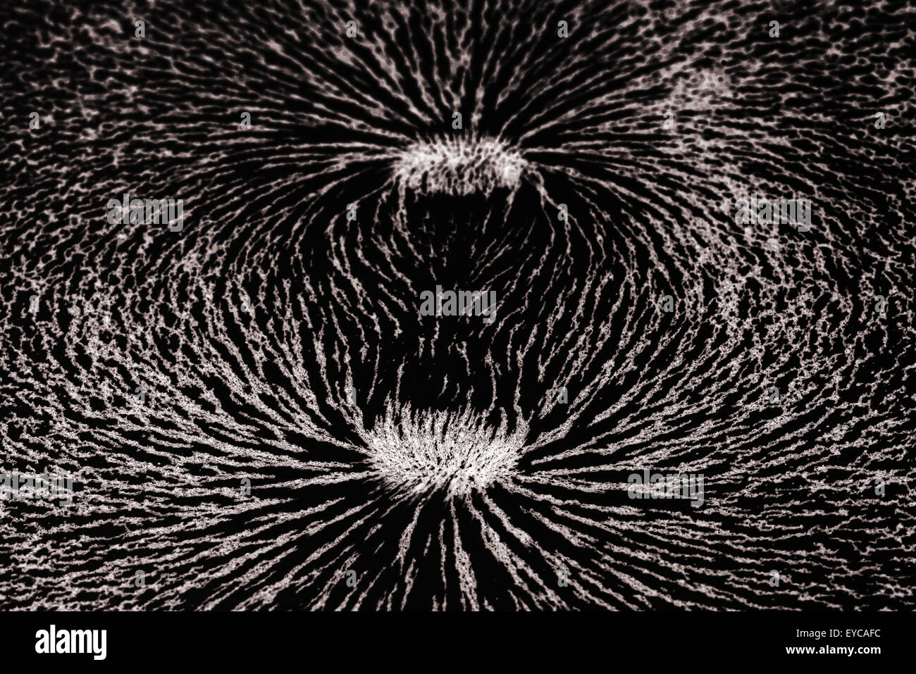 Attrazione e repulsione ferro particelle metalliche allineare lungo i campi magnetici delle linee create da un magnete a barra invisibile per vedere Foto Stock