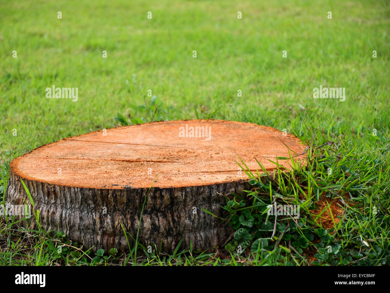 Rimozione del ceppo d'albero immagini e fotografie stock ad alta  risoluzione - Alamy