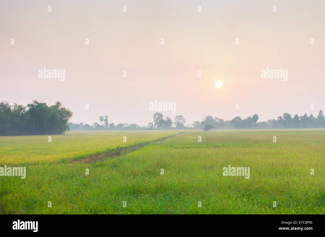 La nebbia copre il campo di riso con la luce del sole . La coltivazione del riso per il cibo di graffa in Asia. Foto Stock