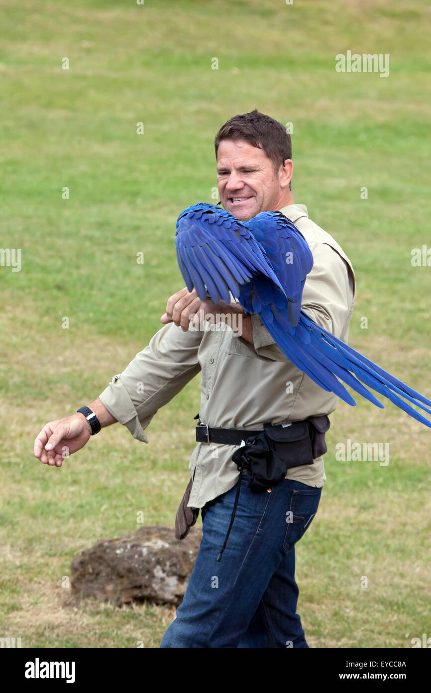 Hertfordshire, Inghilterra, circa del luglio 2015, Steve Backshall, naturalista e wildlife presenter ad una fauna live show con Hyacint Foto Stock