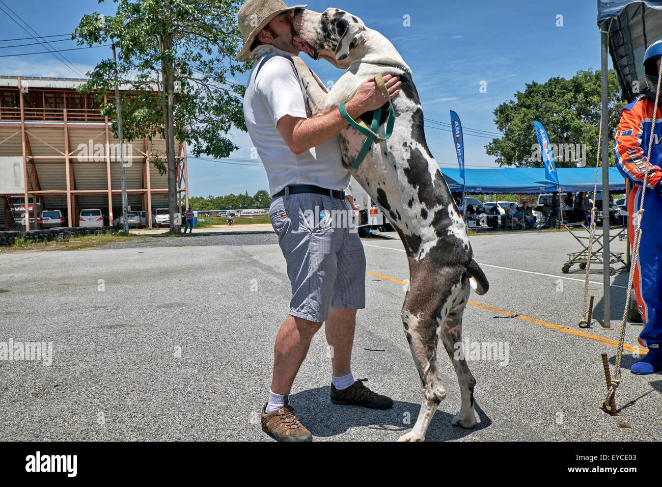 Alano Arlecchino del peso di 65 chili e in piedi alti 2 metri con affetto saluto il proprietario. Foto Stock
