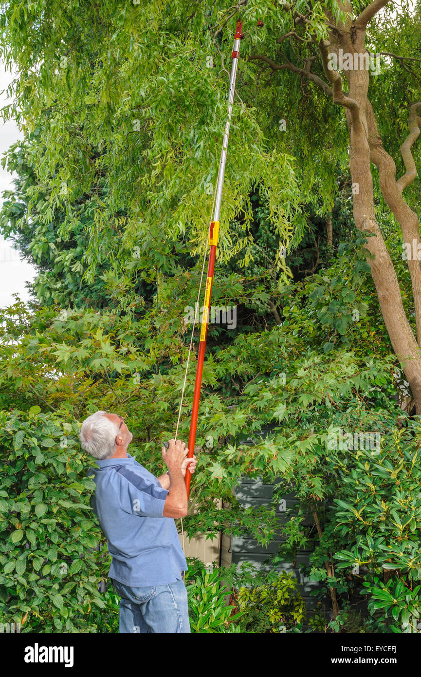 Manico lungo potatore ad albero. Foto Stock