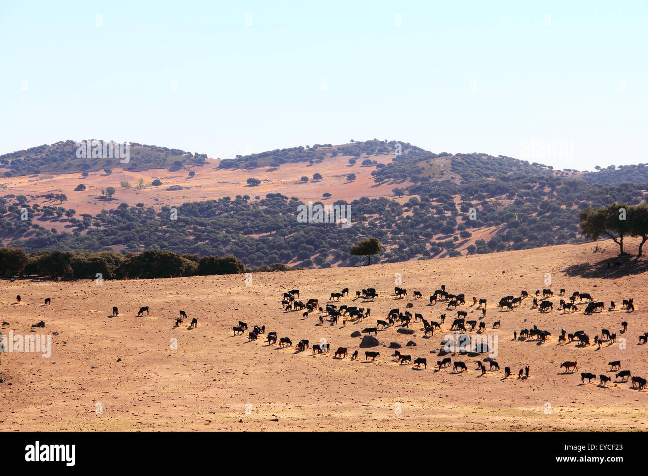 Mandria di tori di razza pura sul bellissimo pascolo di spagnolo Foto Stock