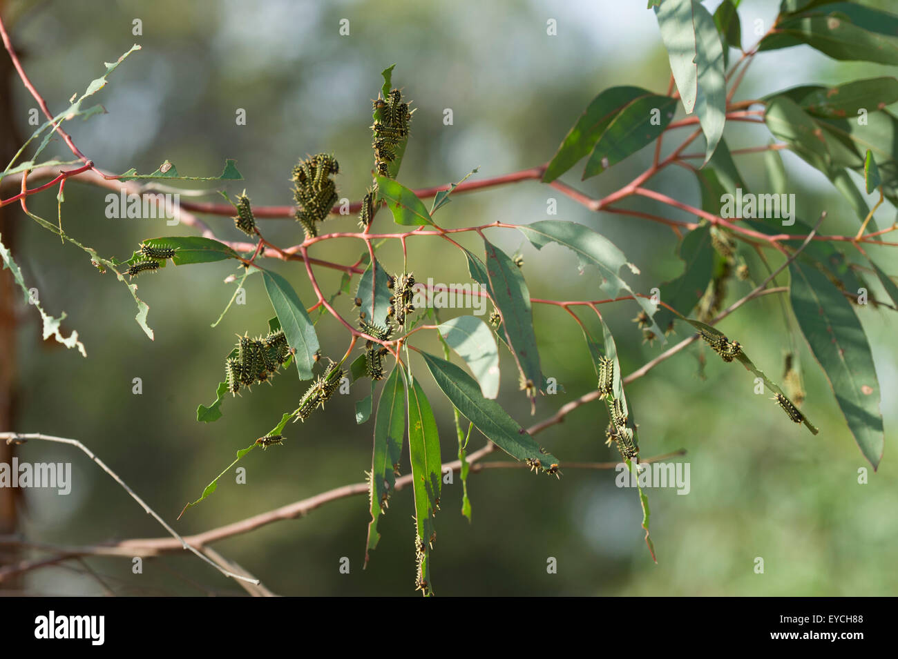 Nero coppa slug moth larve di danneggiare le foglie sulla struttura di gomma Foto Stock