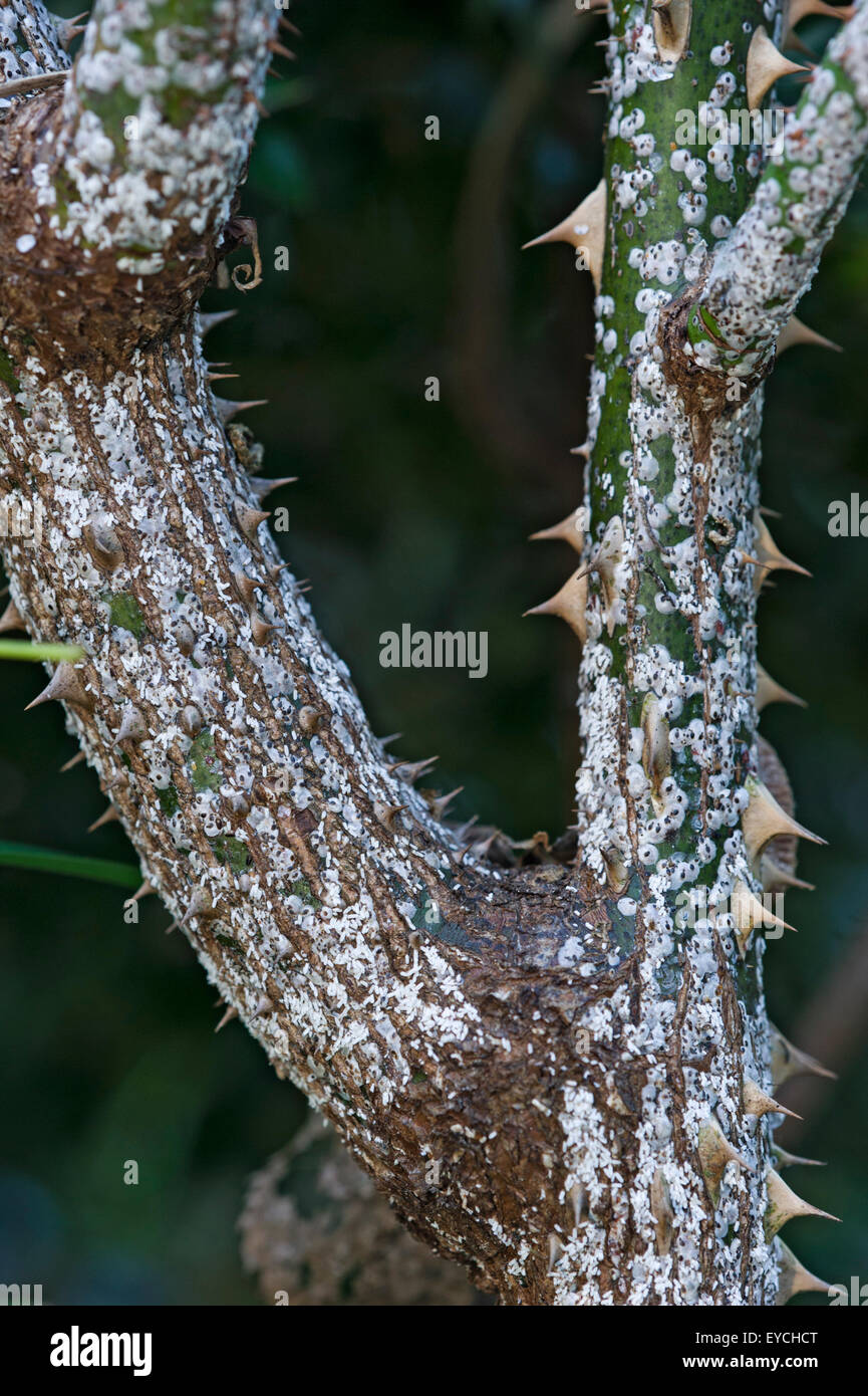 Scala di rose, Aulacaspis rosae, infestanti steli di rose Foto Stock