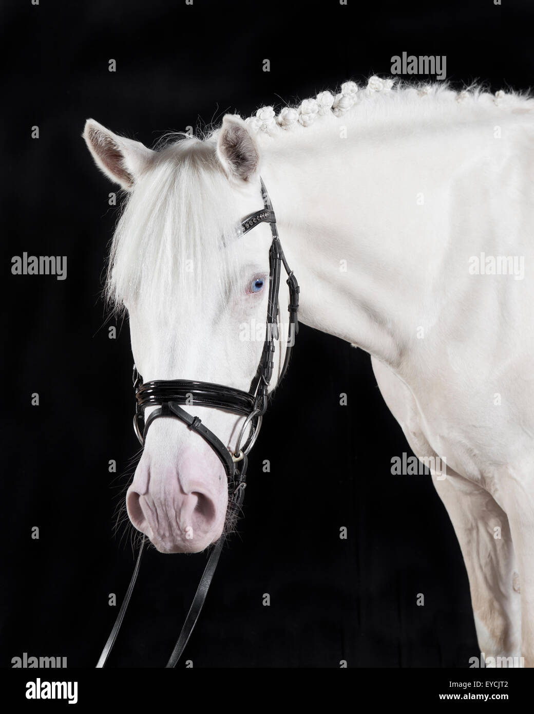 Bianchi tedeschi briglia pony contro uno sfondo nero, ritratto Foto Stock